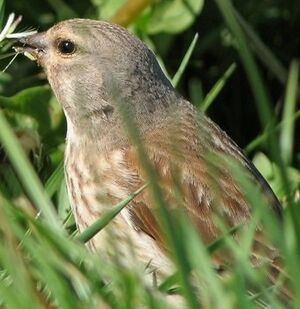 Linotte mélodieuse