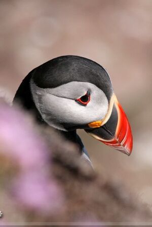 Macareux moine 
&copy; Robert Hendrick