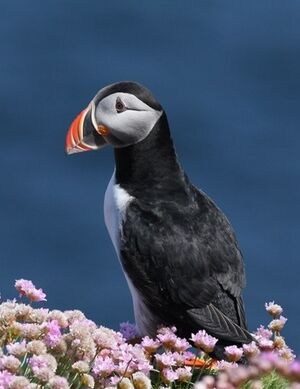 Macareux moine 
&copy; Robert Hendrick