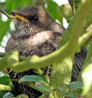 Ring Ouzel 
&copy; Robert Hendrick
