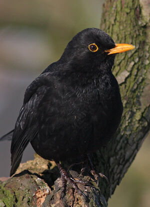 Merle noir 
&copy; Robert Hendrick