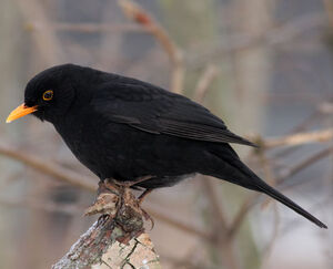 Merle noir 
&copy; Robert Hendrick