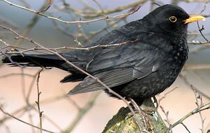 Merle noir 
&copy; Robert Hendrick