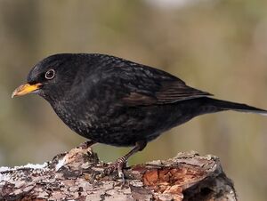 Merle noir 
&copy; Robert Hendrick