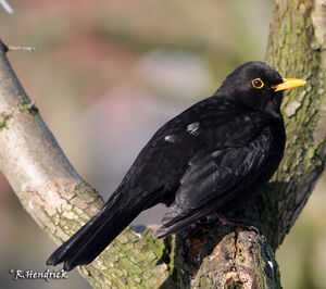 Merle noir 
&copy; Robert Hendrick
