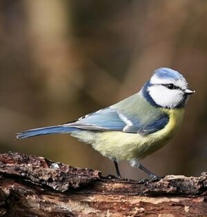 Eurasian Blue Tit 
&copy; Robert Hendrick