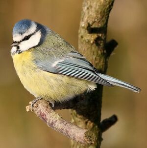 Eurasian Blue Tit 
&copy; Robert Hendrick