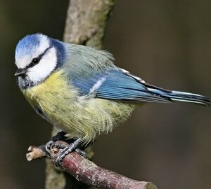 Eurasian Blue Tit 
&copy; Robert Hendrick