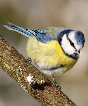 Eurasian Blue Tit 
&copy; Robert Hendrick
