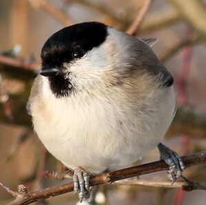 Willow Tit