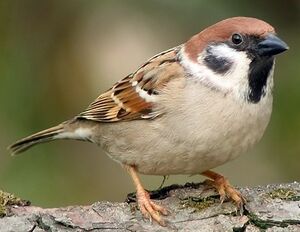 Eurasian Tree Sparrow 
&copy; Robert Hendrick