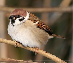 Eurasian Tree Sparrow 
&copy; Robert Hendrick