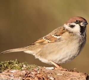 Eurasian Tree Sparrow