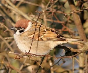 Eurasian Tree Sparrow 
&copy; Robert Hendrick