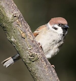 Eurasian Tree Sparrow 
&copy; Robert Hendrick