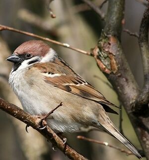 Eurasian Tree Sparrow 
&copy; Robert Hendrick