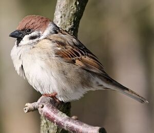 Eurasian Tree Sparrow 
&copy; Robert Hendrick