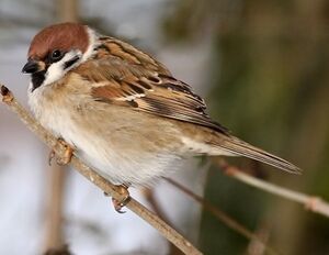 Eurasian Tree Sparrow 
&copy; Robert Hendrick