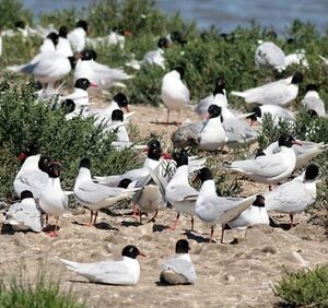 Mediterranean Gull 
&copy; Robert Hendrick