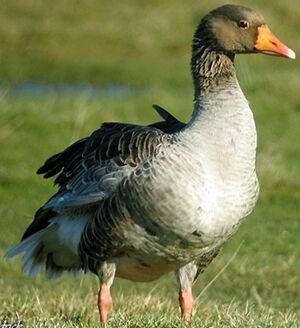 Greylag Goose