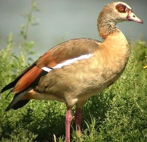 Egyptian Goose
