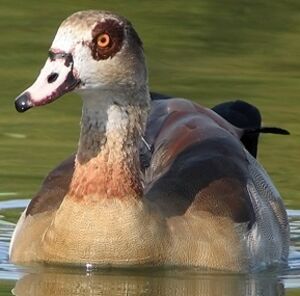 Egyptian Goose