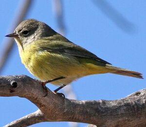 Paruline � joues grises