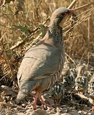 Red-legged Partridge 
&copy; Robert Hendrick