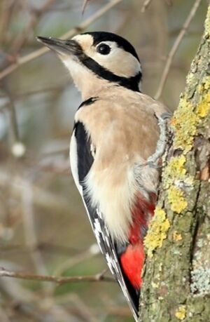 Great Spotted Woodpecker
