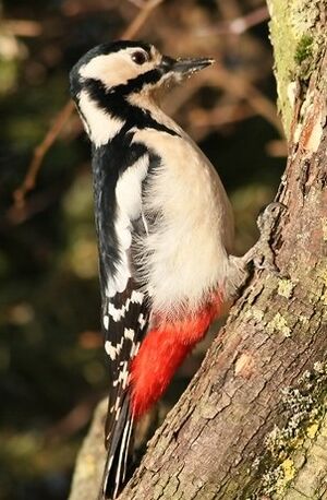 Great Spotted Woodpecker 
&copy; Robert Hendrick