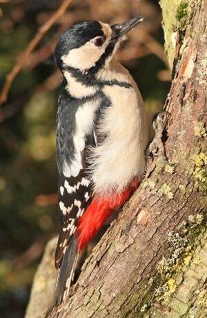 Great Spotted Woodpecker 
&copy; Robert Hendrick