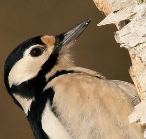Great Spotted Woodpecker 
&copy; Robert Hendrick