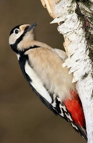 Great Spotted Woodpecker 
&copy; Robert Hendrick