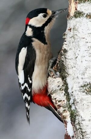Great Spotted Woodpecker 
&copy; Robert Hendrick