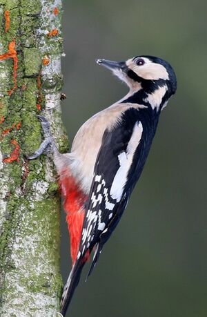 Great Spotted Woodpecker 
&copy; Robert Hendrick