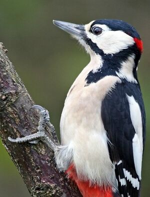 Great Spotted Woodpecker 
&copy; Robert Hendrick