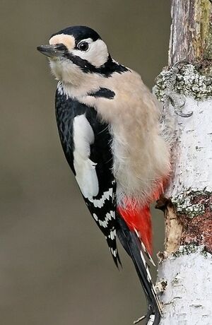 Great Spotted Woodpecker 
&copy; Robert Hendrick