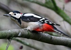 Great Spotted Woodpecker 
&copy; Robert Hendrick