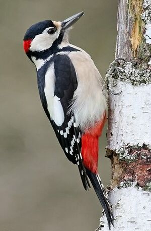 Great Spotted Woodpecker 
&copy; Robert Hendrick