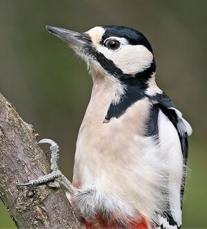 Great Spotted Woodpecker 
&copy; Robert Hendrick