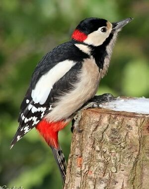 Great Spotted Woodpecker 
&copy; Robert Hendrick