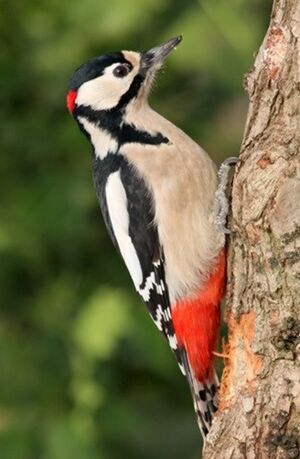 Great Spotted Woodpecker 
&copy; Robert Hendrick