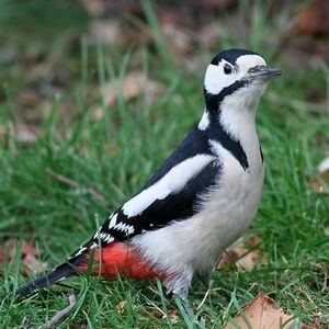 Great Spotted Woodpecker 
&copy; Robert Hendrick