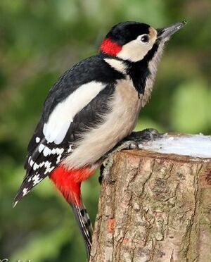 Great Spotted Woodpecker 
&copy; Robert Hendrick