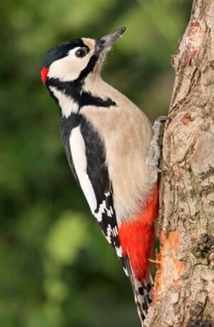 Great Spotted Woodpecker 
&copy; Robert Hendrick
