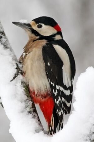 Great Spotted Woodpecker 
&copy; Robert Hendrick