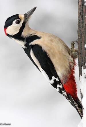 Great Spotted Woodpecker 
&copy; Robert Hendrick
