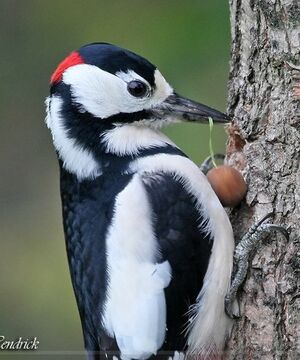 Great Spotted Woodpecker 
&copy; Robert Hendrick