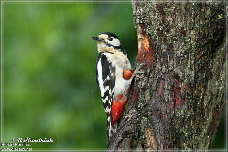 Great Spotted Woodpecker female adult, pigmentation, feeding habits, Behaviour