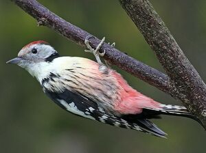 Middle Spotted Woodpecker 
&copy; Robert Hendrick